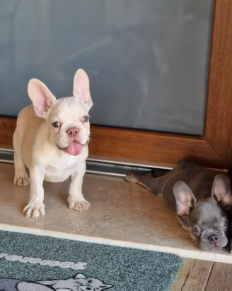 Bulldog francese