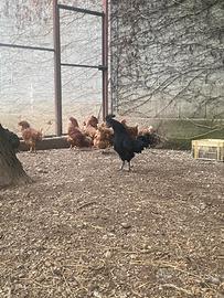 Galline e Gallo