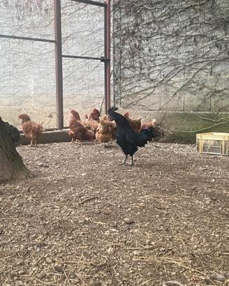Galline e Gallo