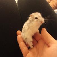 Cucciole di orsetto russo