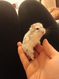 Cucciole di orsetto russo