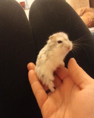 Cucciole di orsetto russo