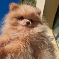 Spitz