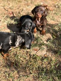 Cuccioli di Bassotto Nano