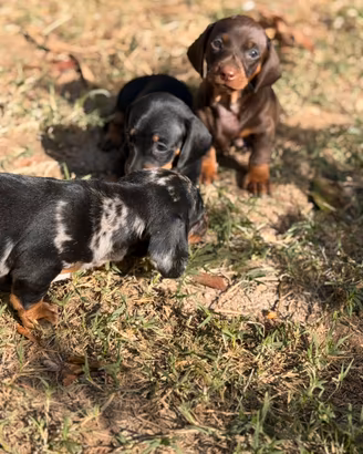 Cuccioli di Bassotto Nano