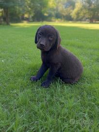 Cuccioli Labrador cioccolato