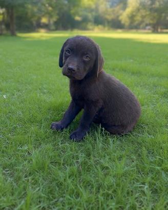 Cuccioli Labrador cioccolato