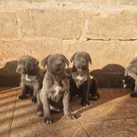 Cuccioli di Cane Corso
