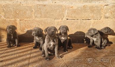 Cuccioli di Cane Corso