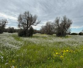 Terreno Agricolo