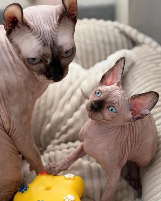 Splendidi cuccioli pura razza Canadian Sphynx 