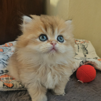 British Longhair