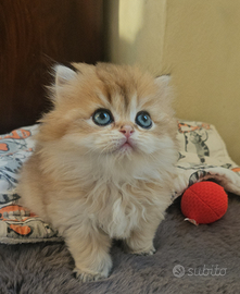 British Longhair