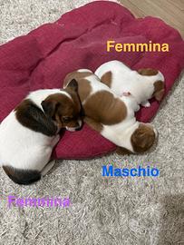 Cuccioli di Jack Russell a Pelo Corto