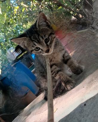 Gattini