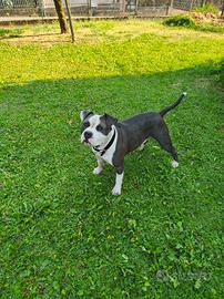 AMSTAFF 
