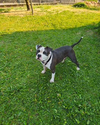 AMSTAFF 