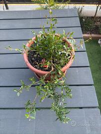 Pianta di melograno pre-bonsai