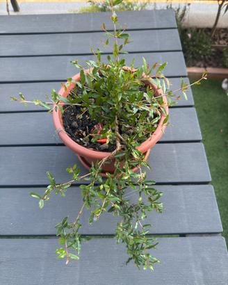 Pianta di melograno pre-bonsai