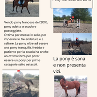 PONY francese