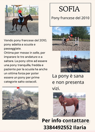 PONY francese