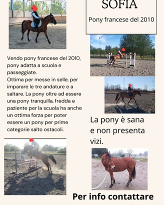 PONY francese