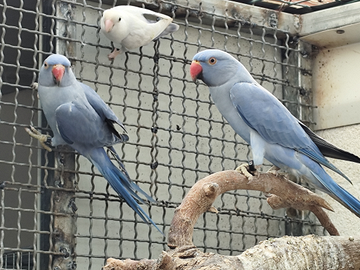 Parrocchetti dal collare