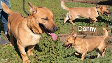 Danny, estremamente simpatico, sempre in movimento