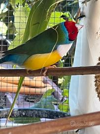 Diamanti di Gould