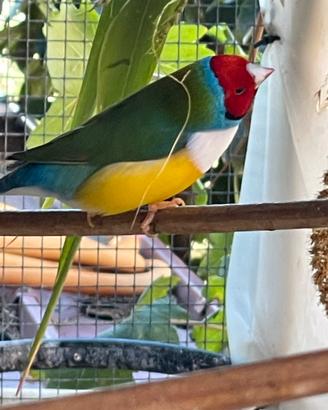 Diamanti di Gould