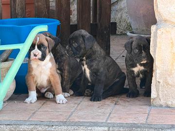 Cuccioli di boxer