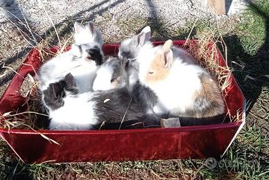 Coniglietti testa di leone