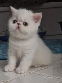 Gatti Persiani Exotic cuccioli