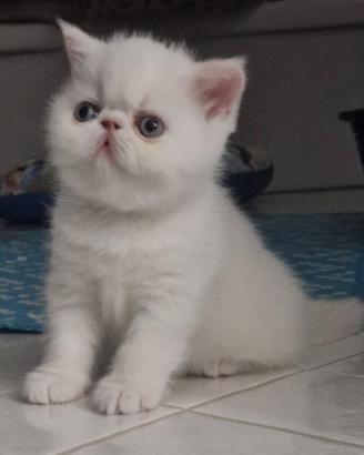 Gatti Persiani Exotic cuccioli
