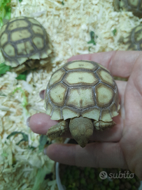 Tartarughe sulcate