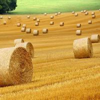 fieno