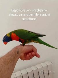 Lory arcobaleno allevato a mano 