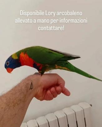 Lory arcobaleno allevato a mano 