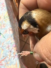 Uccelli