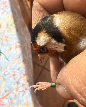 Uccelli