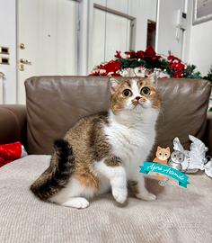 Scottish Straight Fold British Shorthair