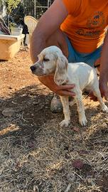 Cuccioli di setter inglese