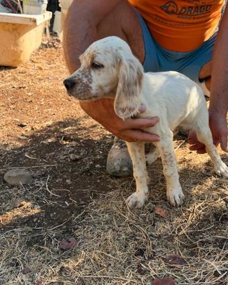 Cuccioli di setter inglese