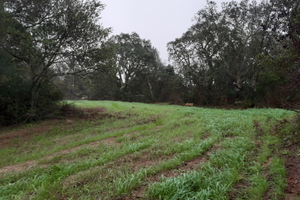Terreno agricolo Raìca