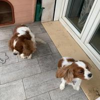 Cavalier king