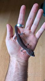 015 Geco Leopardino Leopard Gecko