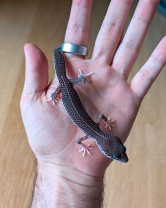 015 Geco Leopardino Leopard Gecko