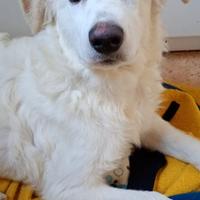 Orazio, cucciolo bianco peloso