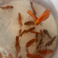 Discus pesci acquario