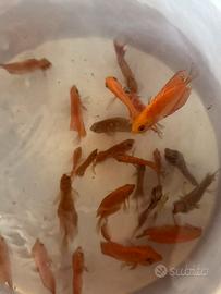 Discus pesci acquario